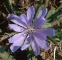 chicory.jpg